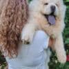 Chow Chow puppies photo 6