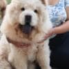 Chow Chow puppies photo 7
