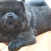 Chow Chow puppies photo 8