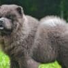 Chow Chow puppies photo 9