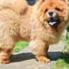 Chow Chow puppies photo 10