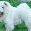 Chow Chow puppies photo 11