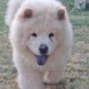 Chow Chow puppies photo 12