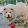 Chow Chow puppies photo 13