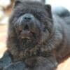 Chow Chow puppies photo 14