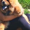 Chow Chow puppies photo 15