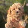 Maltipoo Puppies for Sale photo 3