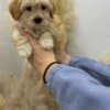 Maltipoo Puppies for Sale photo 4