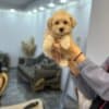 Maltipoo Puppies for Sale photo 6