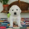 English golden retriever puppies: Beautiful, Smart, and Family-Friend. photo 1