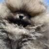 Pomeranian Boo Puppies photo 3