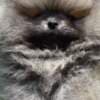 Pomeranian Boo Puppies photo 4