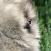 Pomeranian Boo Puppies photo 5