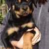 Rottweiler puppies for sale photo 2