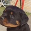 Rottweiler puppies for sale photo 5