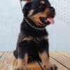 Rottweiler puppies for sale photo 7