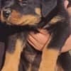 Rottweiler puppies for sale photo 8