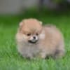 Pomeranian Spitz puppies photo 1