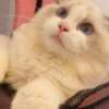 beautiful ragdoll girl for sell photo 1