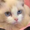beautiful ragdoll girl for sell photo 2