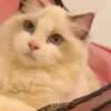 beautiful ragdoll girl for sell photo 3