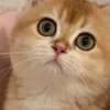 British shorthair kitten photo 1