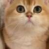 British shorthair kitten photo 2