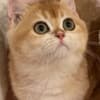 British shorthair kitten photo 3