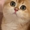 British shorthair kitten photo 4