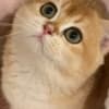 British shorthair kitten photo 5