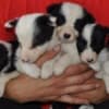 Border Collie puppies photo 1