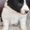 Border Collie puppies photo 2