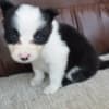 Border Collie puppies photo 3