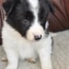 Border Collie puppies photo 4