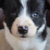 Border Collie puppies photo 5
