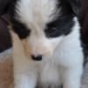 Border Collie puppies photo 6