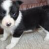 Border Collie puppies photo 7