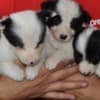 Border Collie puppies photo 8
