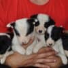 Border Collie puppies photo 9
