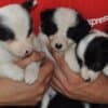 Border Collie puppies photo 10
