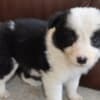 Border Collie puppies photo 11