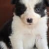 Border Collie puppies photo 12