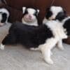 Border Collie puppies photo 13