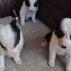 Border Collie puppies photo 14