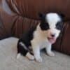 Border Collie puppies photo 15