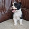 Border Collie puppies photo 16