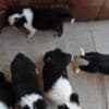 Border Collie puppies photo 17