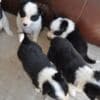 Border Collie puppies photo 18