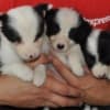 Border Collie puppies photo 19