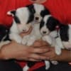 Border Collie puppies photo 20